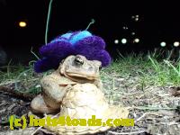 /home//u458753944/public_html/sourcegallery///////////////////////Roxborough Toad Detour/2013-2019/2017/P4030688.JPG